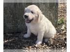 English Cream Golden Retriever PUPPY FOR SALE ADN-767705 - Mr Blue