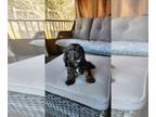 Cavapoo PUPPY FOR SALE ADN-767703 - Cavapoo Puppies