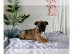 Boston Terrier-Miniature Australian Shepherd Mix PUPPY FOR SALE ADN-767601 -
