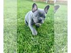 French Bulldog PUPPY FOR SALE ADN-767586 - your new best friend