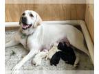 Labrador Retriever PUPPY FOR SALE ADN-767862 - AKC Champ Bloodline Labrador