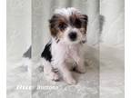 Yorkshire Terrier PUPPY FOR SALE ADN-767851 - Parti Yorkie Puppy