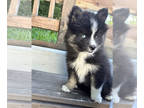 Pomsky PUPPY FOR SALE ADN-767834 - Precious pomskies