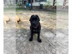 Cane Corso PUPPY FOR SALE ADN-767808 - Beautiful 4month old cane corso pup