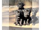 Cane Corso PUPPY FOR SALE ADN-767804 - Beautiful 4 months old cane corso