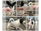 Papillon PUPPY FOR SALE ADN-767802 - Multi Champion sired male puppy