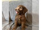 Doodle-Poodle (Standard) Mix PUPPY FOR SALE ADN-767793 - Golden doodle puppy