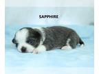 Chihuahua PUPPY FOR SALE ADN-767792 - AKC SAPPHIRE