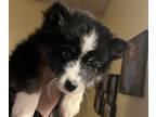 Pomsky PUPPY FOR SALE ADN-767783 - Pomsky male