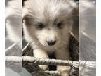 Pomsky PUPPY FOR SALE ADN-767776 - Pomsky pups ready to go to your home