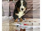 Bernese Mountain Dog PUPPY FOR SALE ADN-767767 - Bernese Mountain Dog