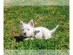 West Highland White Terrier PUPPY FOR SALE ADN-767762 - Female Westie Hope
