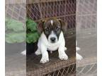 Jack Russell Terrier PUPPY FOR SALE ADN-767727 - jack russel terrier