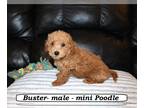 Poodle (Miniature) PUPPY FOR SALE ADN-767713 - Sweet mini Poodle puppy