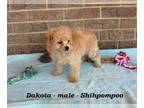 ShihPoo PUPPY FOR SALE ADN-767697 - Fluffy Shihpoo puppy