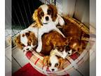 Cavalier King Charles Spaniel PUPPY FOR SALE ADN-767693 - Cavalier Puppies