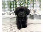 Yo-Chon PUPPY FOR SALE ADN-767692 - Izzy