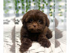Shih-Poo PUPPY FOR SALE ADN-767678 - Peter