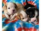 Boston Terrier-Cavalier King Charles Spaniel Mix PUPPY FOR SALE ADN-767676 -