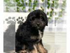 Aussiedoodle Miniature PUPPY FOR SALE ADN-767649 - Sonic