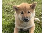 Shiba Inu PUPPY FOR SALE ADN-767644 - Sylvester