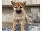 Shiba Inu PUPPY FOR SALE ADN-767641 - Stella