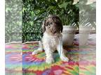 Poodle (Standard) PUPPY FOR SALE ADN-767621 - Poodle Standard AKC