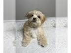 Maltipoo PUPPY FOR SALE ADN-767608 - Maltipoo