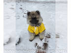 Keeshond PUPPY FOR SALE ADN-767593 - ERBEKEES Keeshond Puppies