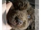 Newfoundland PUPPY FOR SALE ADN-767573 - Milo