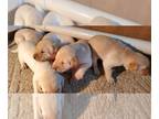 Labrador Retriever PUPPY FOR SALE ADN-767860 - AKC Yellow Labs