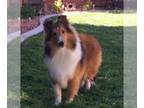 Shetland Sheepdog PUPPY FOR SALE ADN-767582 - AKC gorgeous male Shetland