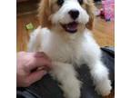 Cavapoo Puppy for sale in Fredericksburg, OH, USA