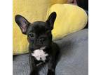 French Bulldog Puppy for sale in Suffolk, VA, USA