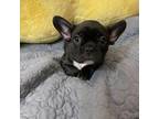 French Bulldog Puppy for sale in Suffolk, VA, USA