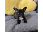 French Bulldog Puppy for sale in Suffolk, VA, USA