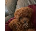 Poodle (Toy) Puppy for sale in Cape May, NJ, USA