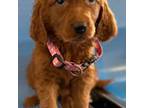 Goldendoodle Puppy for sale in Ellenville, NY, USA
