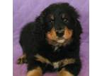 Mutt Puppy for sale in Redford, MI, USA