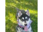 Siberian Husky Puppy for sale in Belvidere, IL, USA