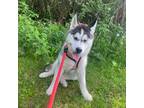 Siberian Husky Puppy for sale in Belvidere, IL, USA