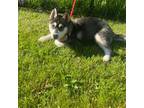 Siberian Husky Puppy for sale in Belvidere, IL, USA