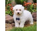 Bichon Frise Puppy for sale in Millersburg, OH, USA
