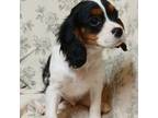 Cavalier King Charles Spaniel Puppy for sale in Penn Yan, NY, USA