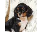 Cavalier King Charles Spaniel Puppy for sale in Penn Yan, NY, USA