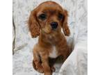 Cavalier King Charles Spaniel Puppy for sale in Penn Yan, NY, USA