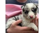 Border Collie Puppy for sale in Gulf Breeze, FL, USA