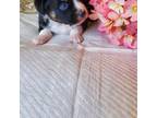 Miniature Australian Shepherd Puppy for sale in Apple Valley, CA, USA