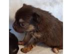 Chihuahua Puppy for sale in Tuscumbia, AL, USA