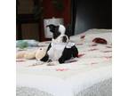 Boston Terrier Puppy for sale in Russellville, KY, USA